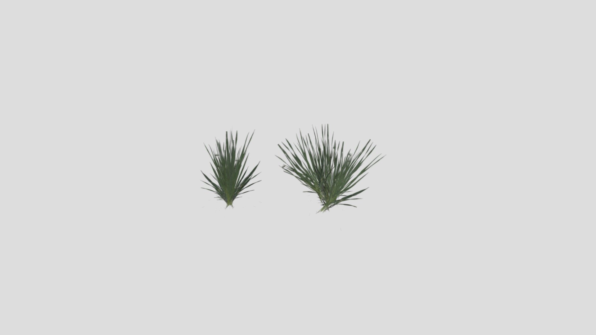 Grasses02