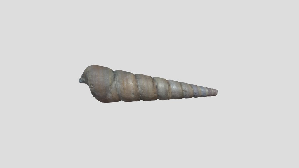 River Shell