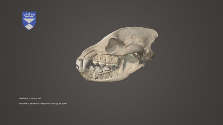 Brown Hyena Skull – Kostenloses 3D-Modell STL