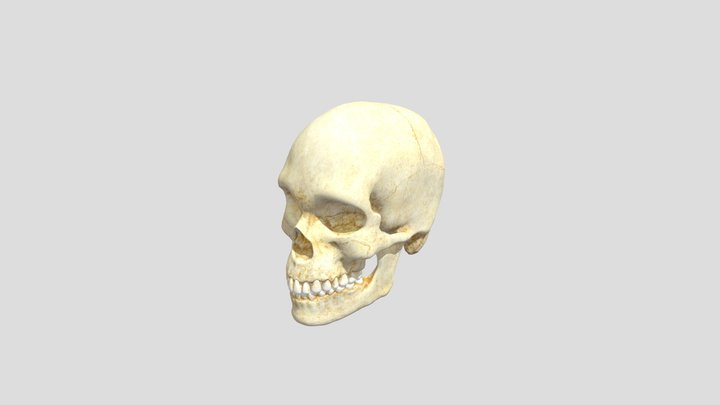 Humain Skeloton 3D Model