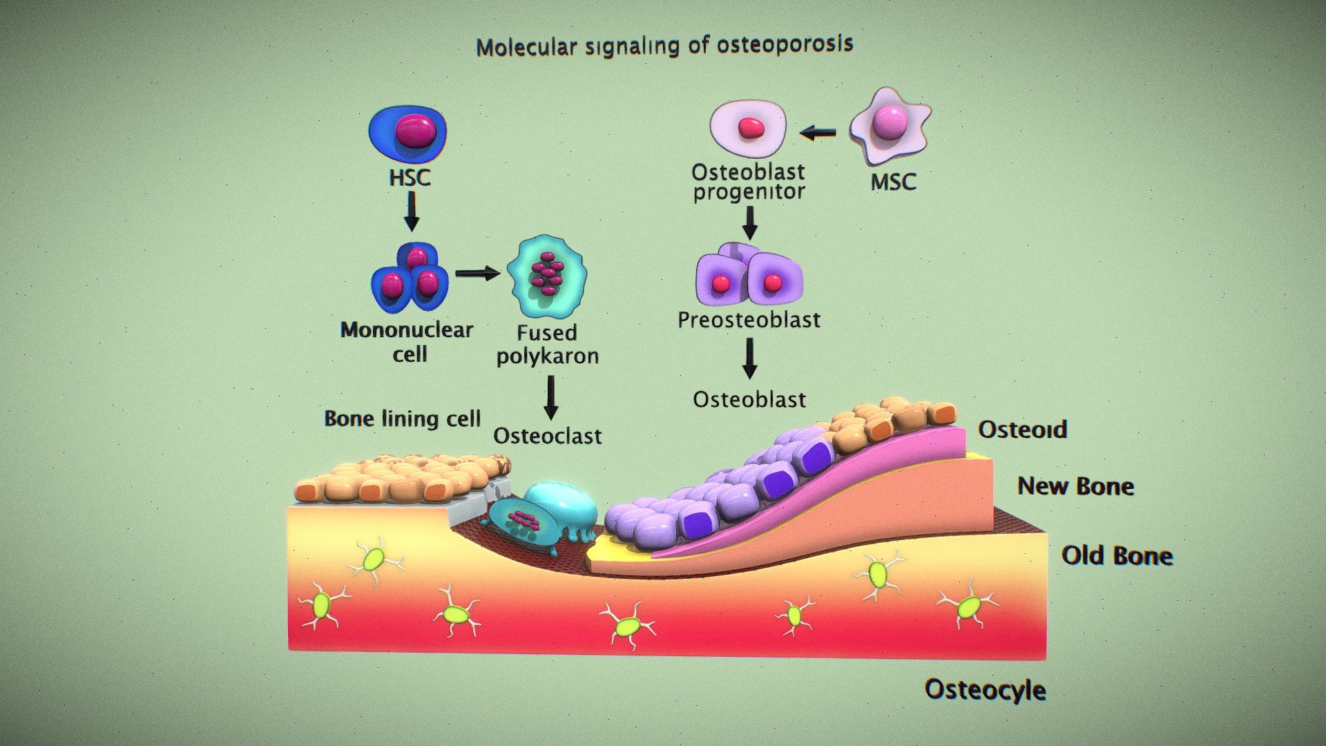 Molecular Signaling Of Osteoporosis - Download Free 3D model by arloopa ...