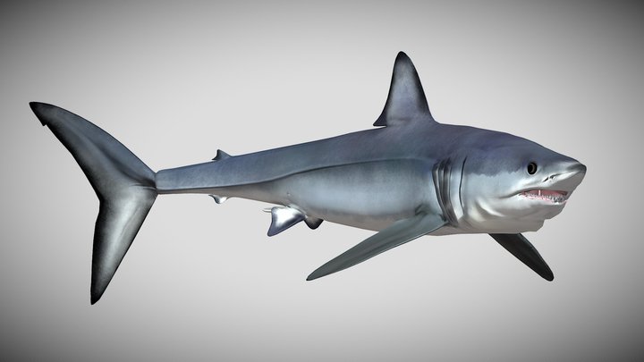 Isurus paucus – Modelo 3D gratuito STL