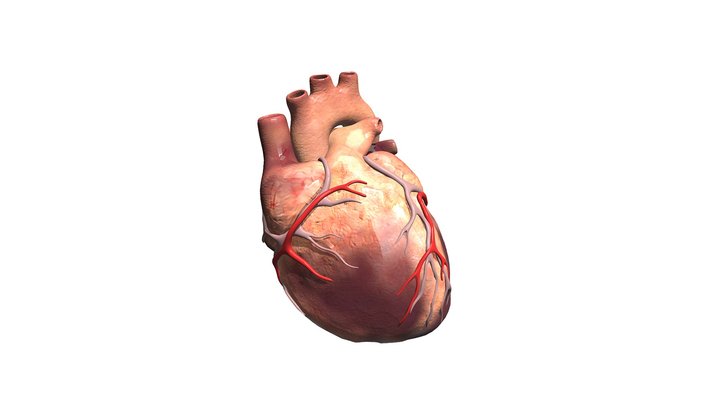 Animated Heart 3D Model