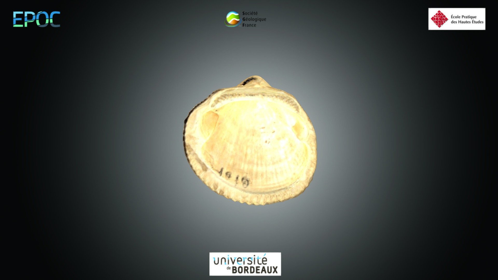Bivalve - Glycymeris sp.