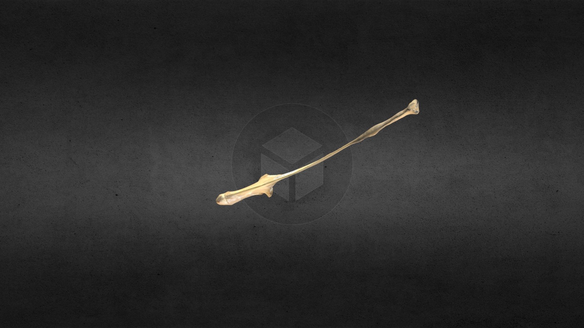 MSCC051 Antilocapra americana Left Ulna