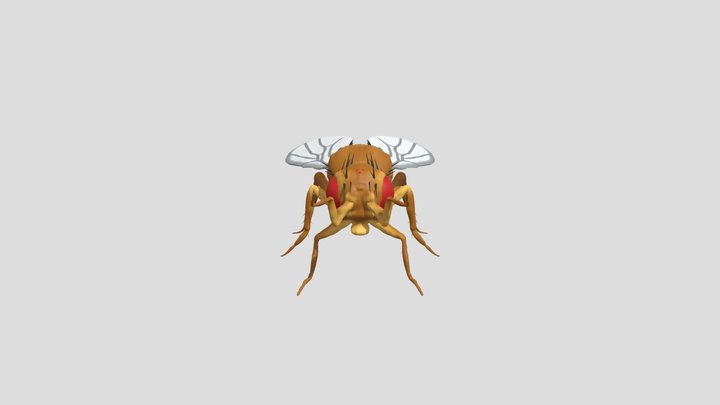 Antennapedia Female Drosophila Melanogaster 3D Model