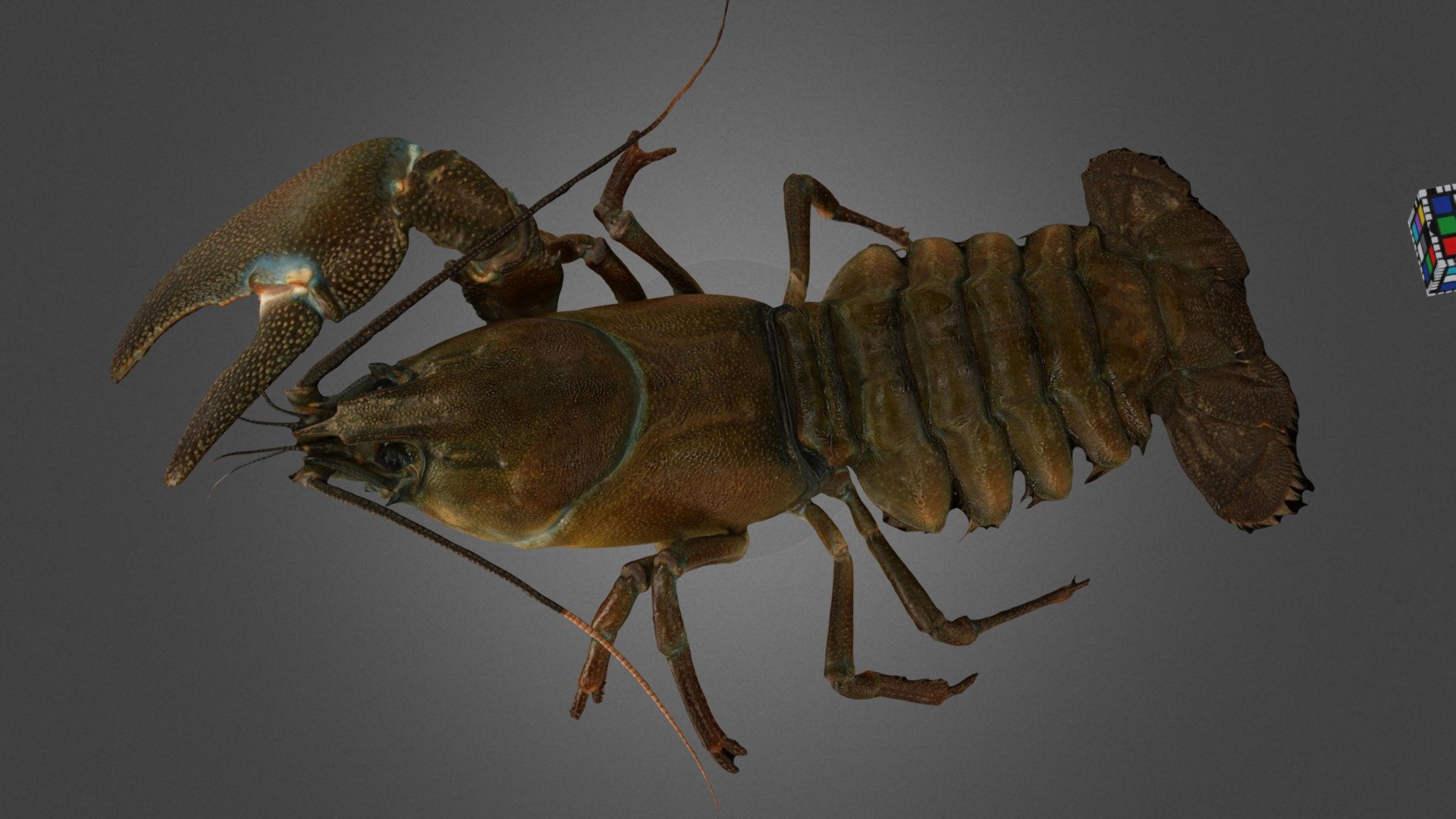 ウチダザリガニ ♀L Signal Crayfish, P. l. trowbridgii
