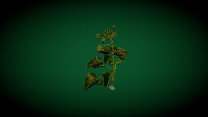 Ivy and flower 3D Model
