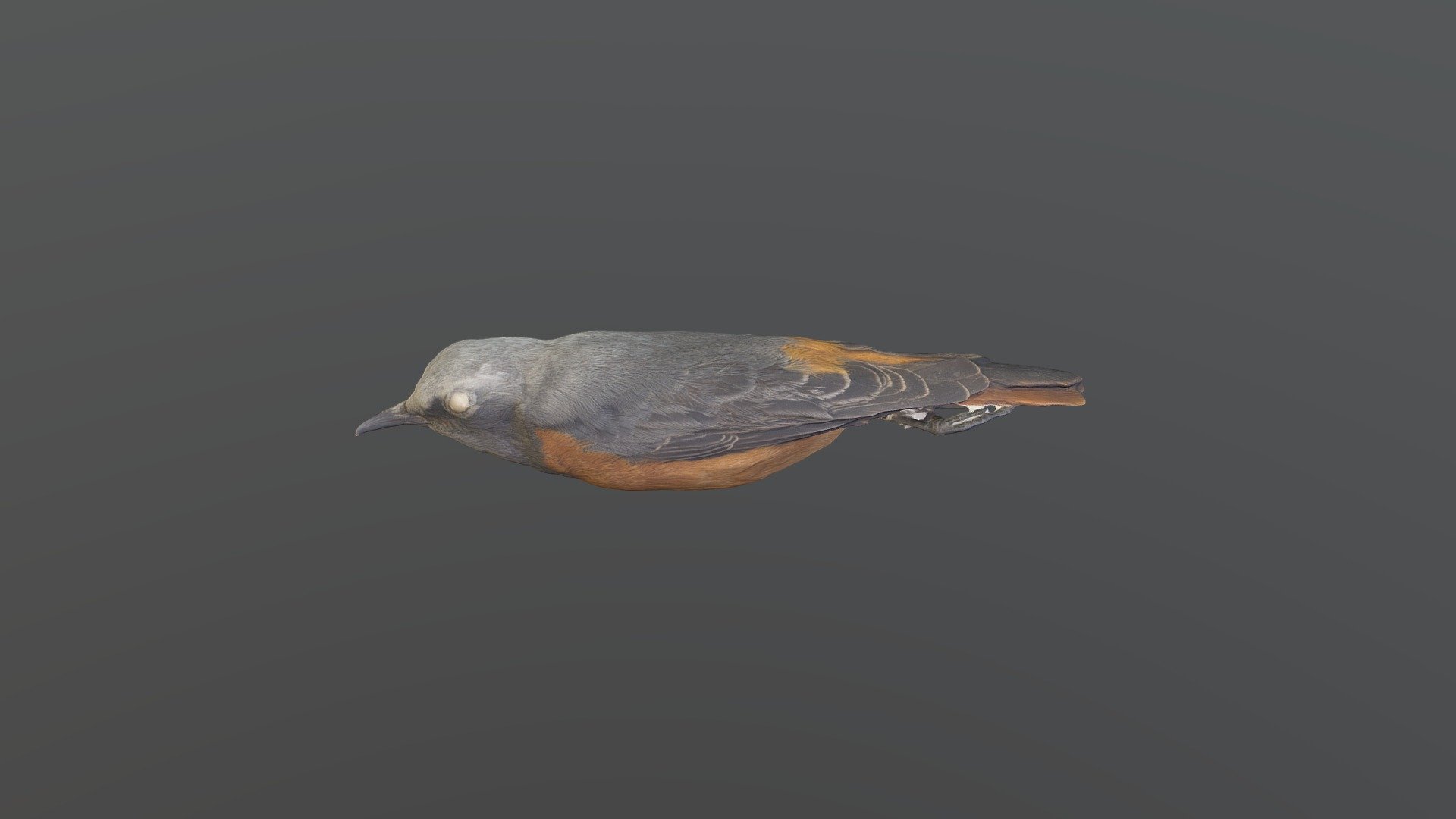 Short-toed Rock-Thrush - Monticola brevipes