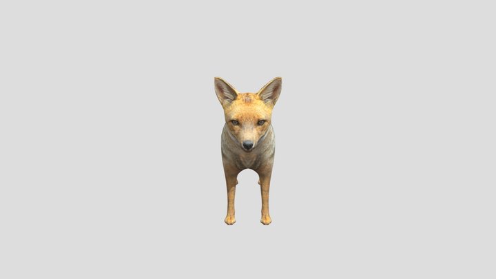 zorro low poly 3D Model