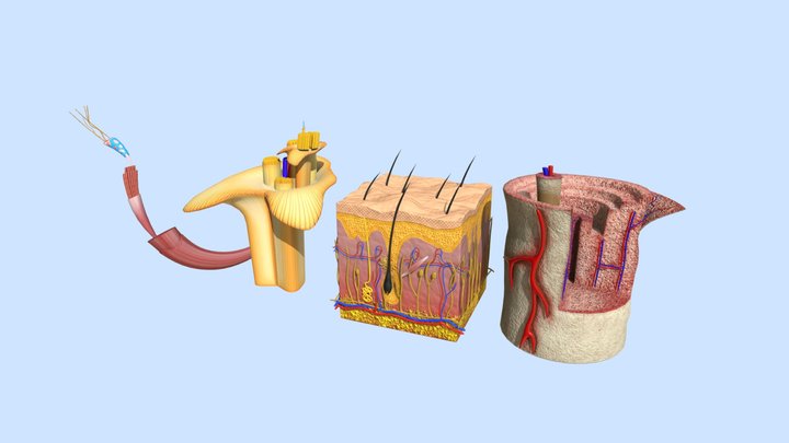 Human muscle's, nerve's, skin’s, bone's anatomy 3D Model