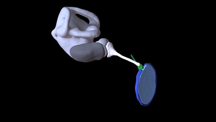 Frog Middle and Inner Ear 3D Model