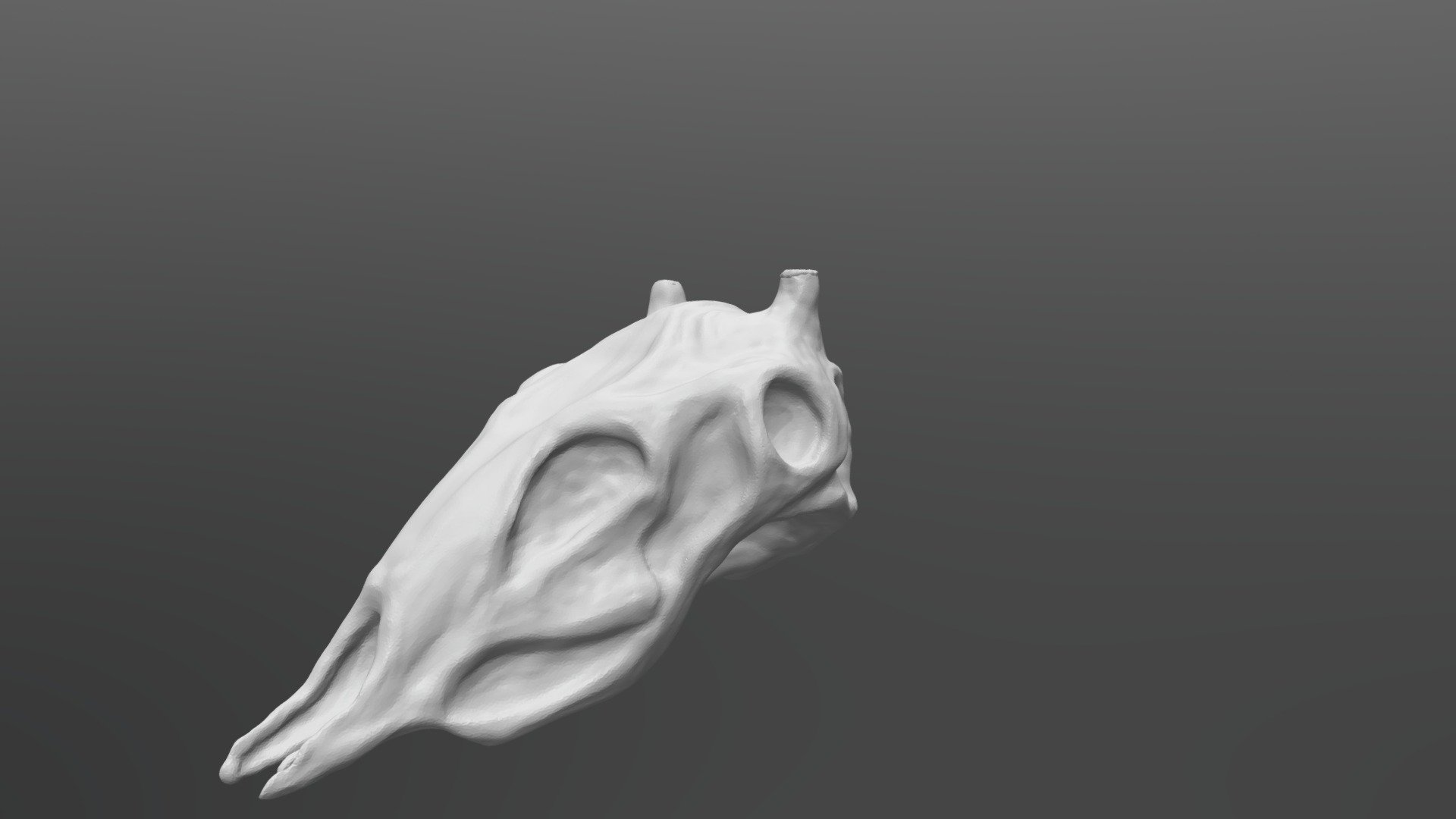 Skull - 3D model by connormac95 [db68e93] - Sketchfab