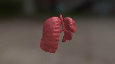 Lungs 3D Model