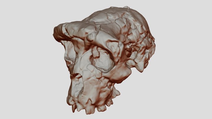 Sahelanthropus tchadensis cranium