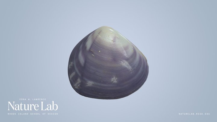 Quahog Shell (polished) – Free 3D Model STL
