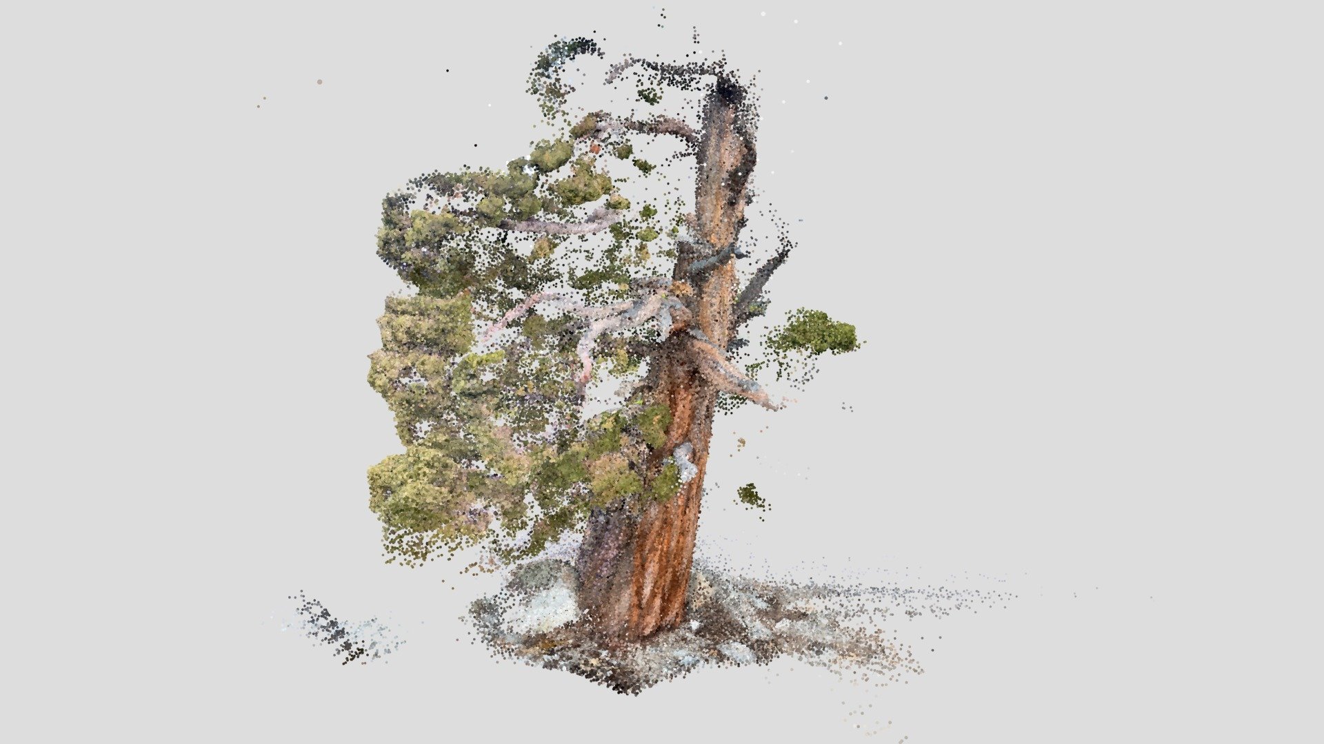Pine tree near Lake Tahoe