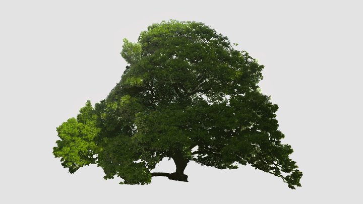 Yulan Magnolia in Summer 3D Model