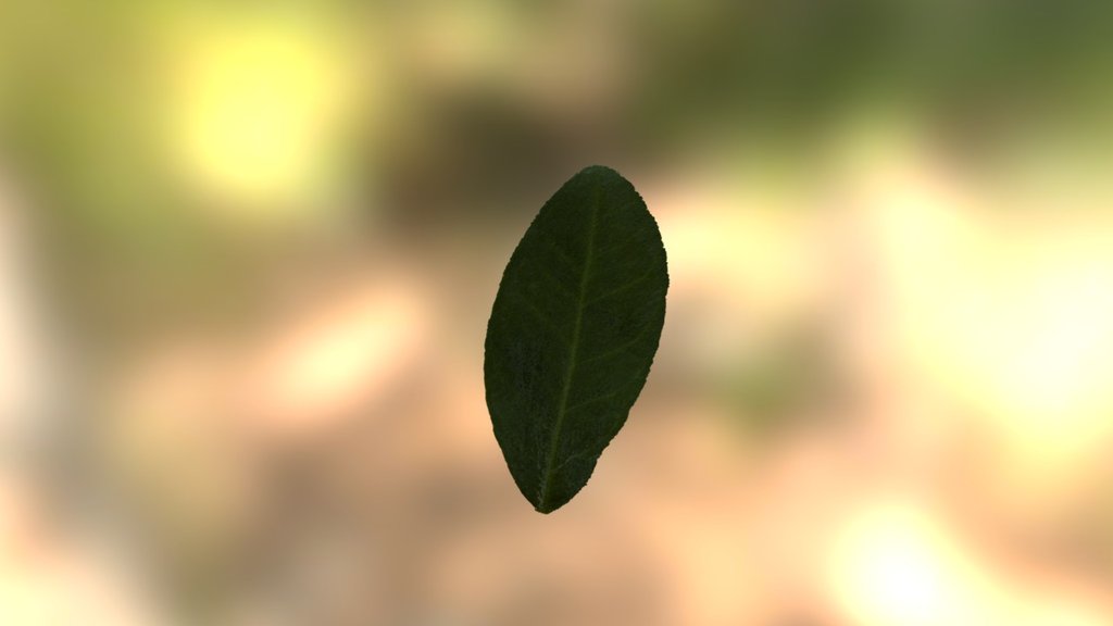 Tangerine Leaf