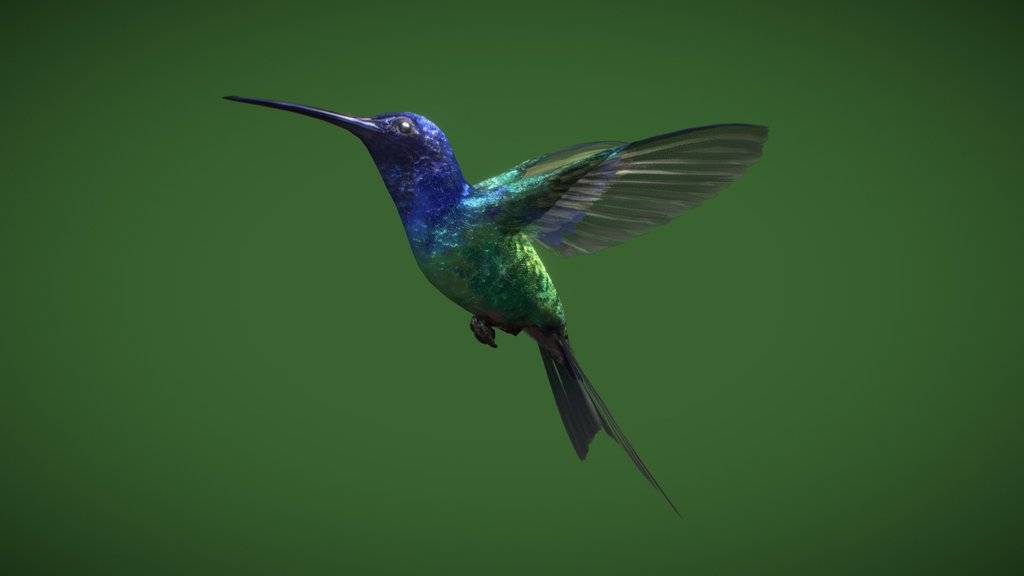 Swallow-tailed Hummingbird