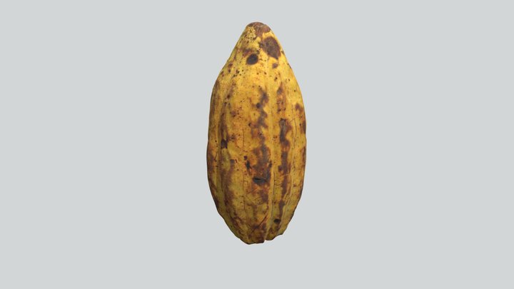 Theobroma Cacao - Trinitario 3D Model