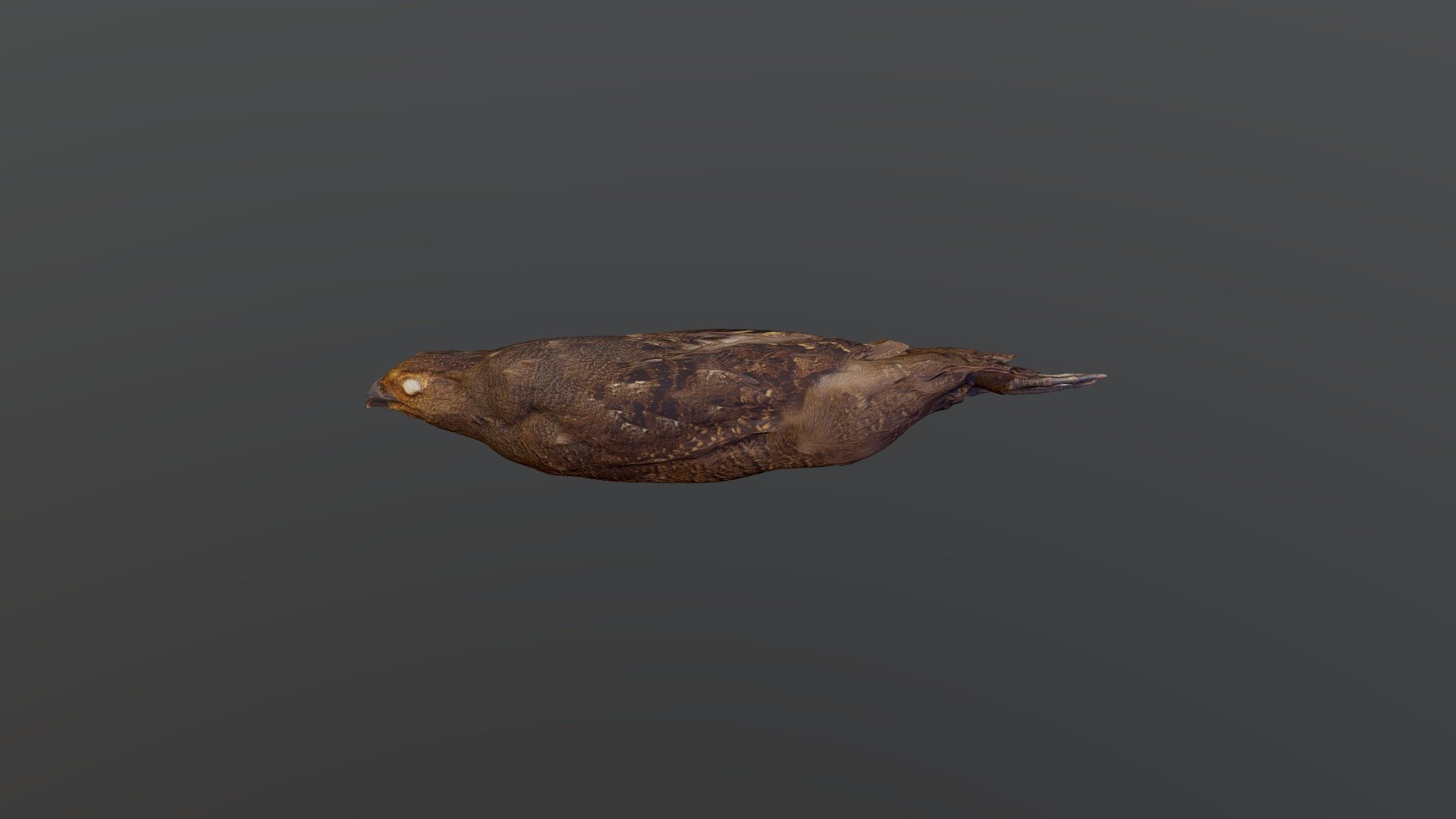 Marbled Wood-Quail - Odontophorus gujanensis