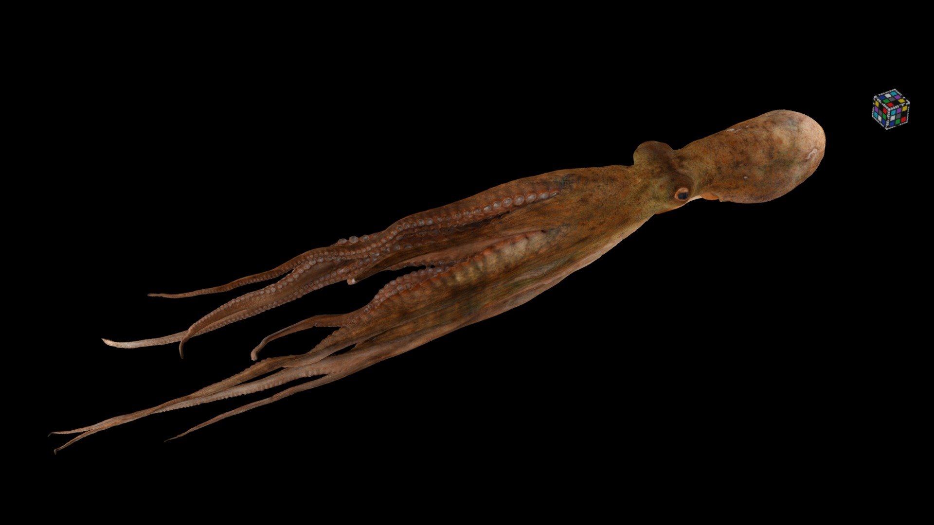 マダコ ♂ Common Octopus, Octopus vulgaris