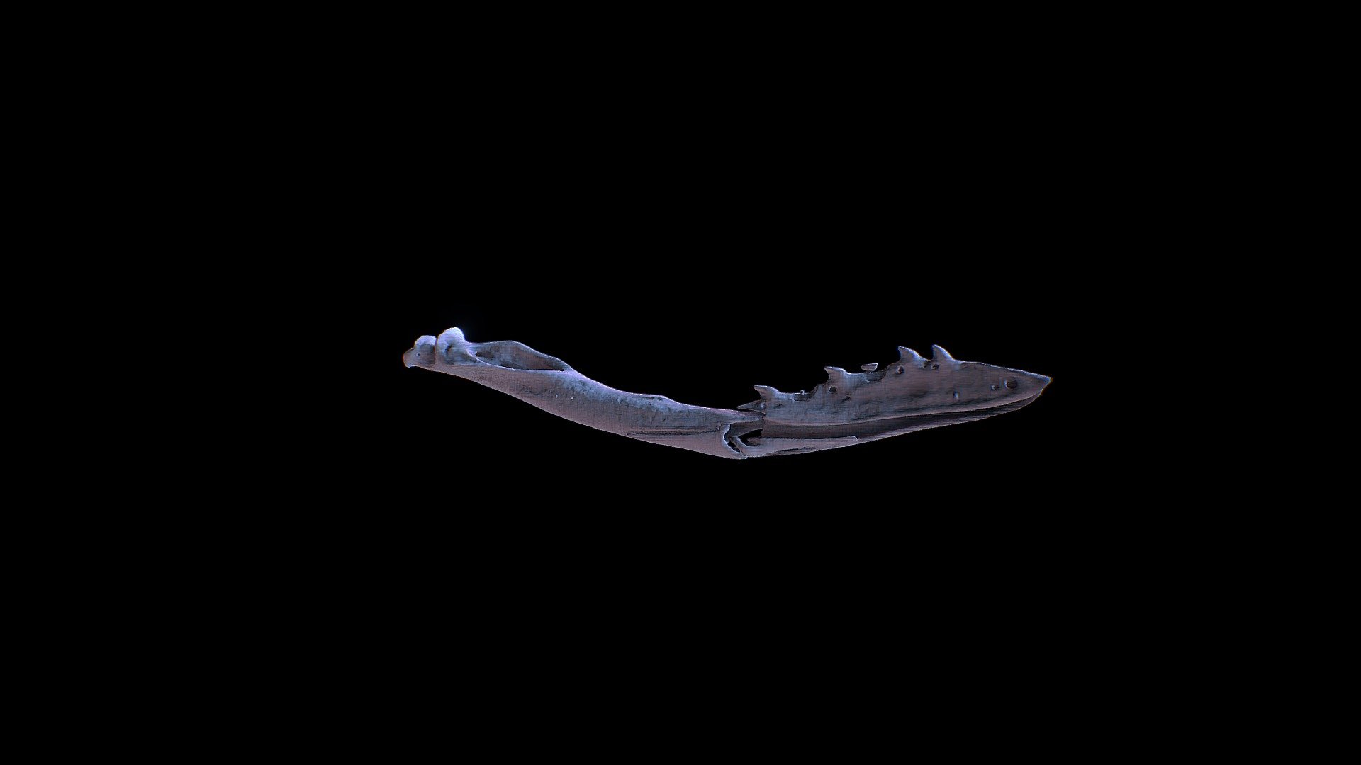 SNAKE PROSYNMA.LEFT JAW