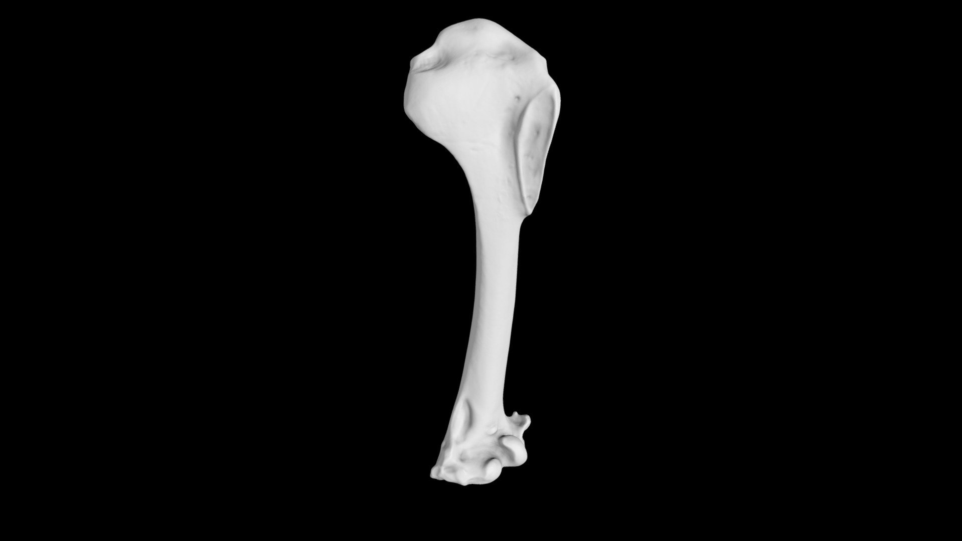 Australian Magpie (Gymnorhina tibicen) humerus
