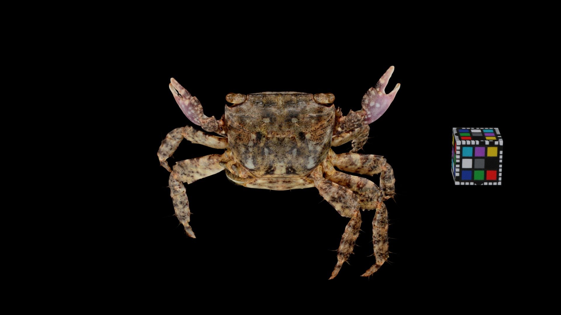 ハシリイワガニモドキ？ ♀ Shore Crab, Metopograpsus thukuhar