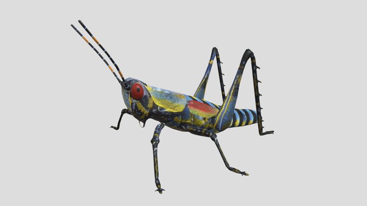 Elegant Grasshopper(Zonocerus elegans) 3D Model