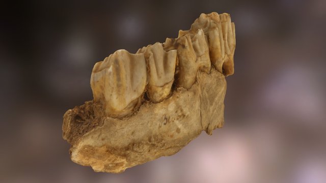 Giant Deer Teeth (115,000 years old) 3D Model