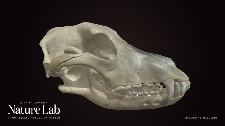 Domestic Dog Skull – Kostenloses 3D-Modell STL