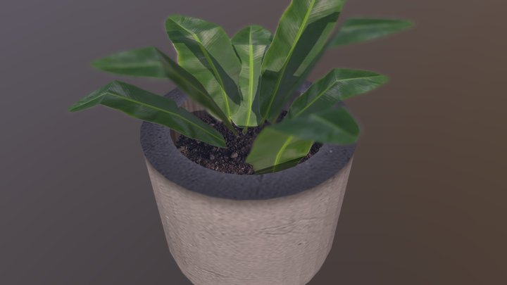 Plant - DV 3D Model