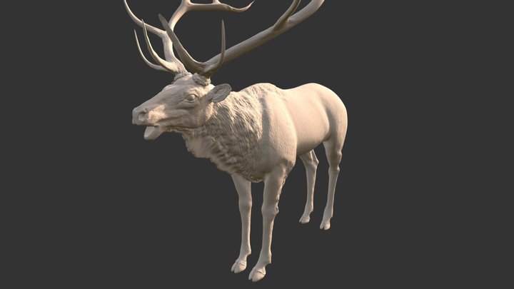 Elk_HP 3D Model