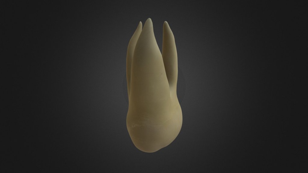 Upper 2nd Molar - 3D model by SDEO [db92ad9] - Sketchfab