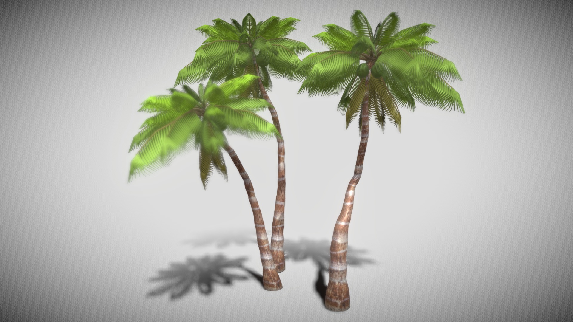 3D model Coconut Tree - This is a 3D model of the Coconut Tree. The 3D model is about a pair of palm trees.