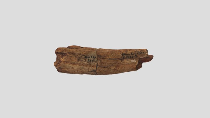 Bois de Cervidé 3D Model