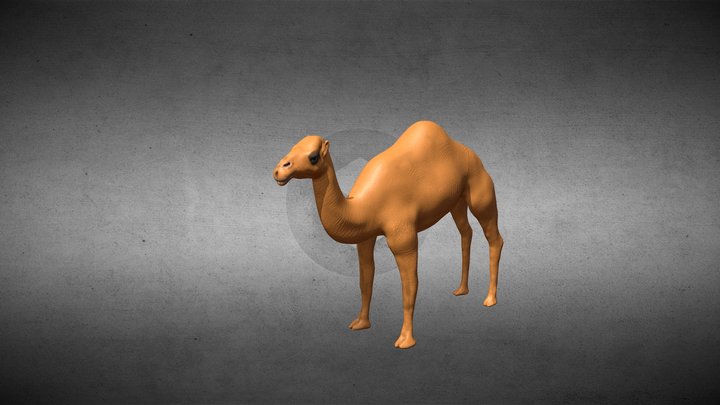 Camel 3D 3D Model