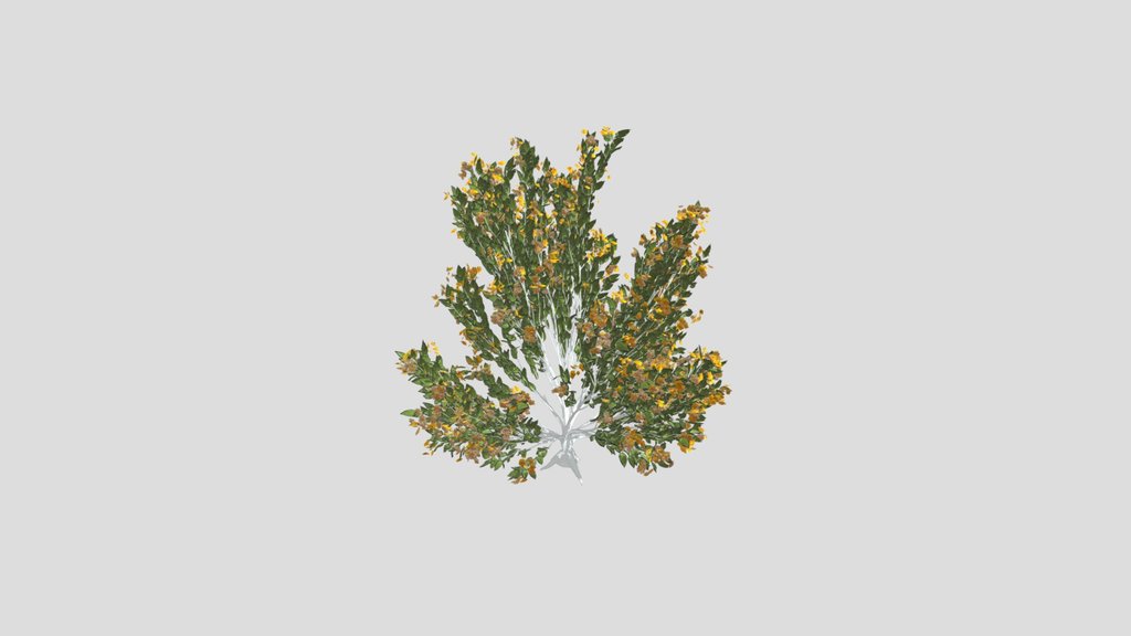 Tree Orange Choisaya