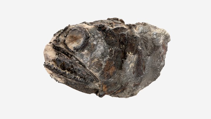 Scombramphodon sheppeyensis - London Clay 3D Model