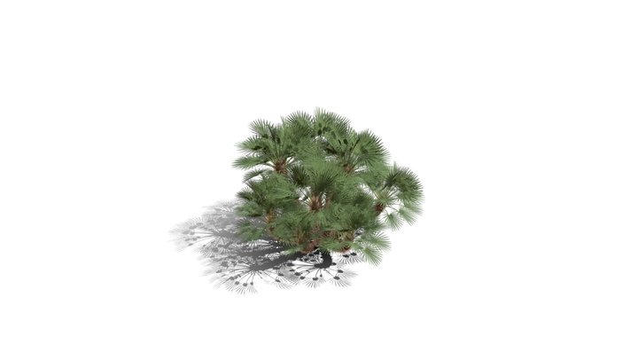 Realistic HD Mediterranean fan palm (30/30) 3D Model