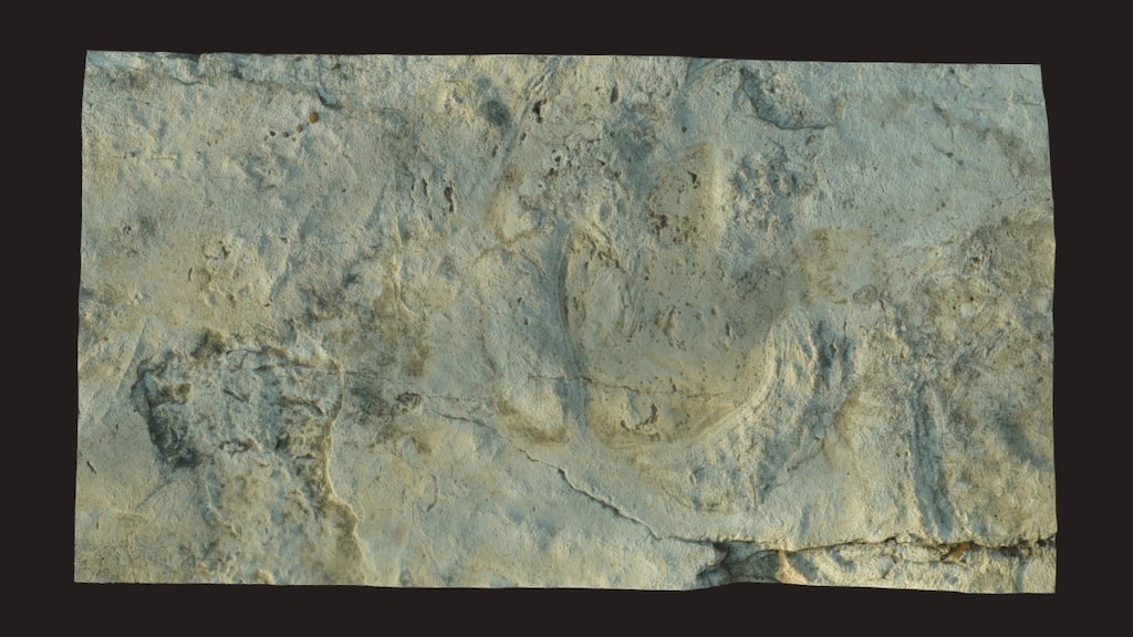 Icnita de Dinosaurio / Dinosaur's footprint