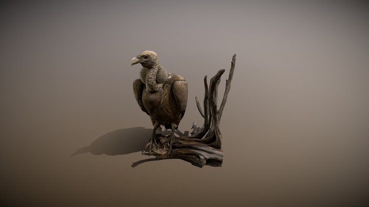 Vulture 3D Model