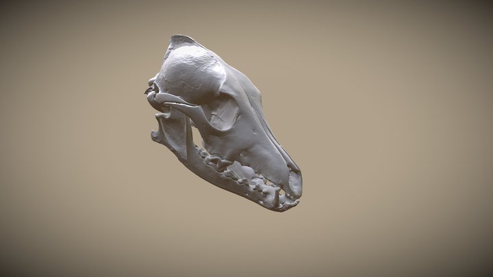 Coyote Skull Scan 3D Model