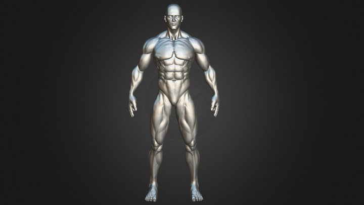 Muscular Human Anatomy (Human base mesh) 3D Model