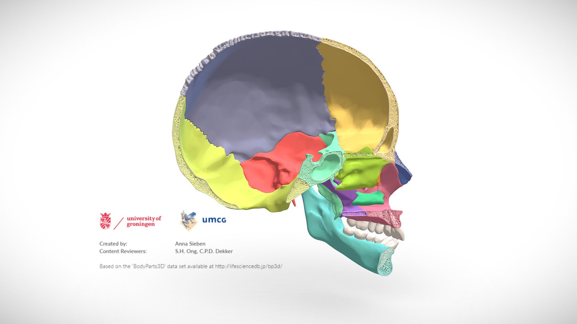 Sagittal cut of the human cranium and mandible