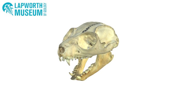 Potto Skull BIRUG 18612 3D Model