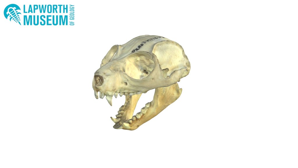 Potto Skull BIRUG 18612