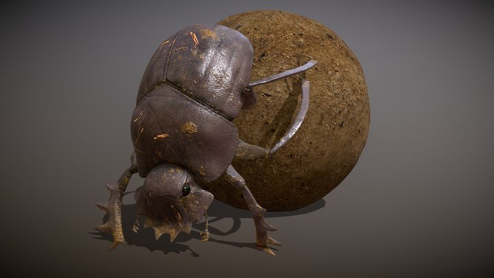 Animated Dung beetle 3D Model